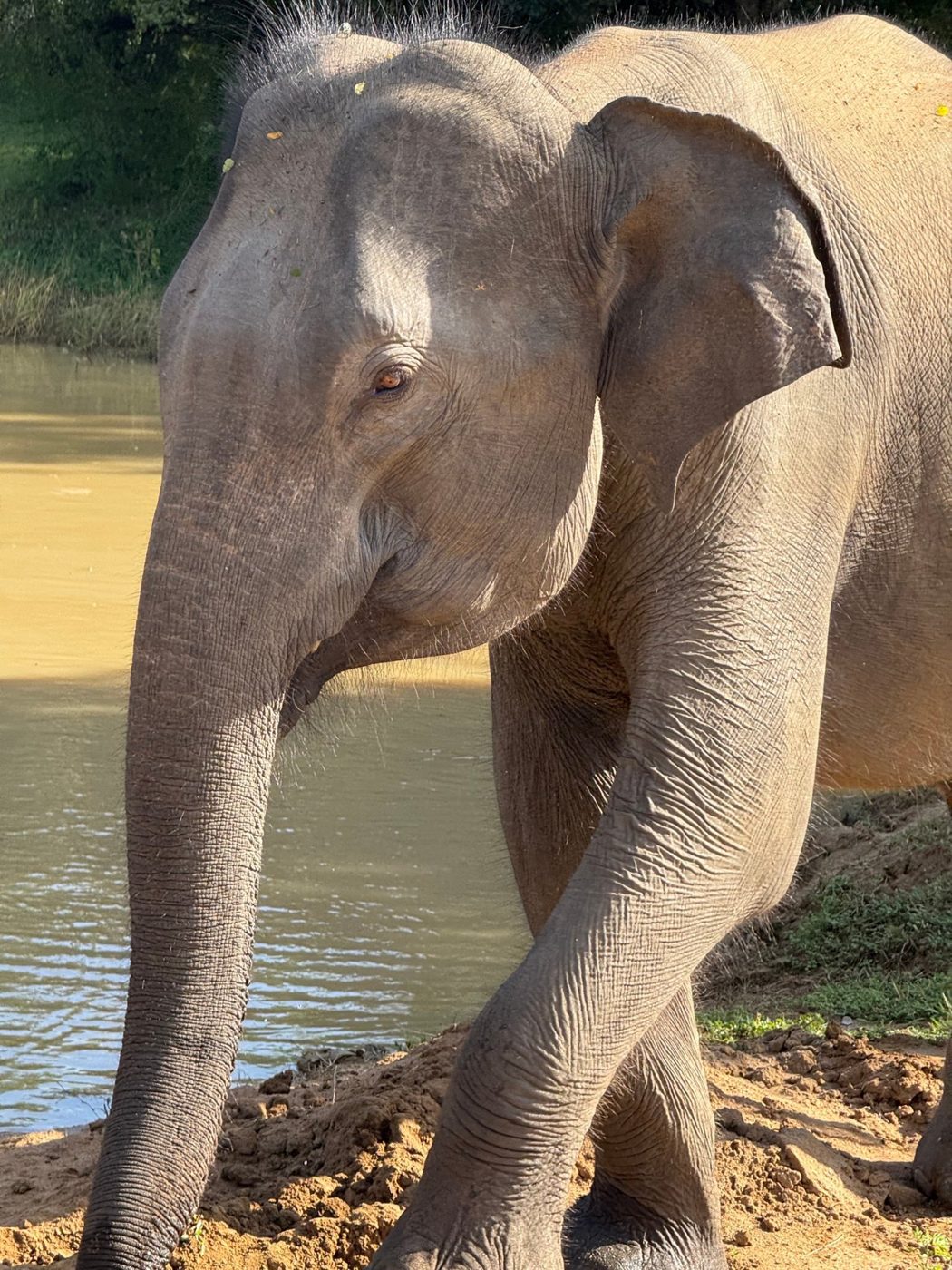 Éléphant à Yala